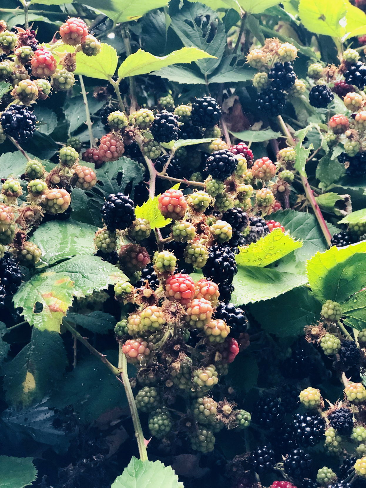 Blackberry season is special